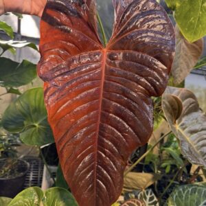 Anthurium 'Red Beauty' x veitchii