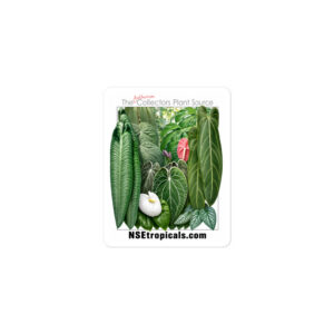 NSE Tropicals Bubble-free sticker