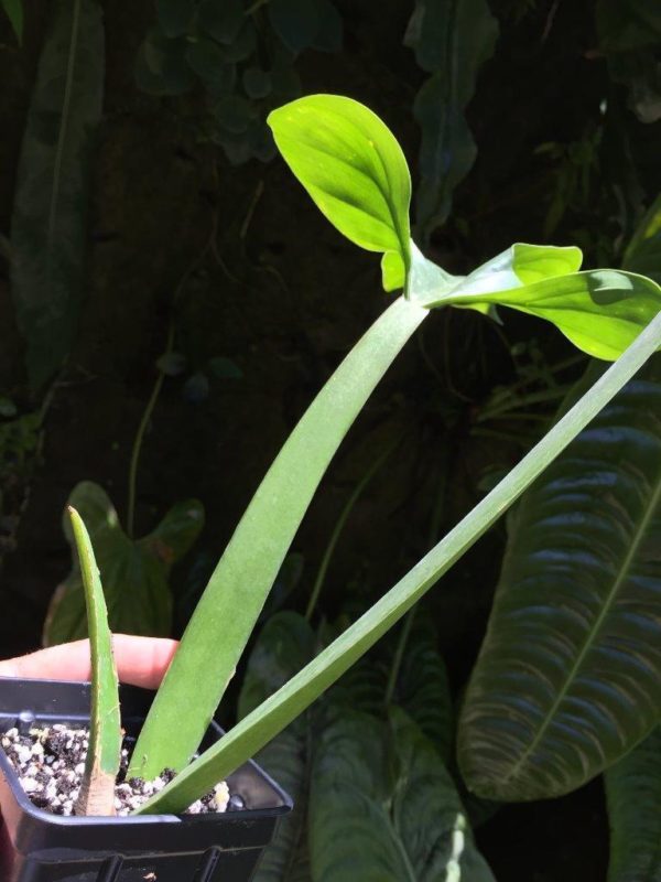Philodendron applanatum