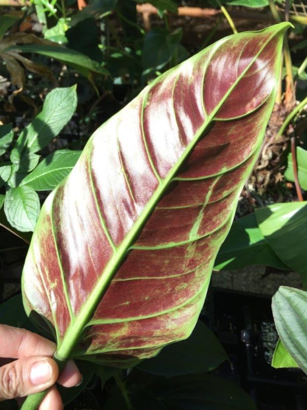 Philodendron subhastatum