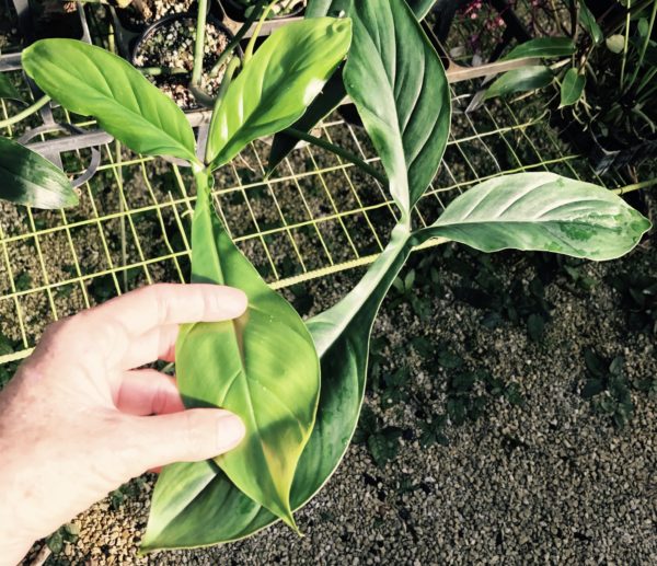 Philodendron 'Bette Waterbury' 69686
