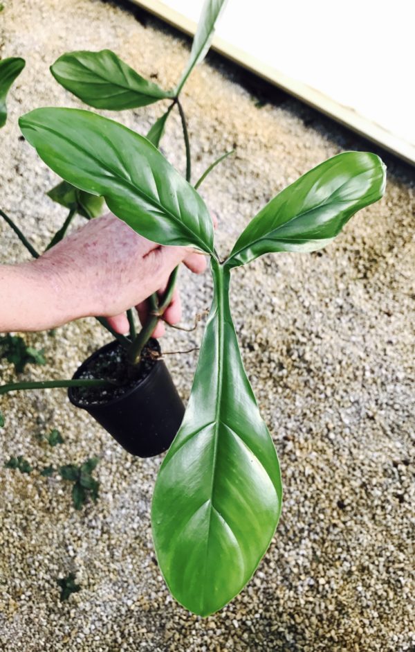 Philodendron 'Bette Waterbury' 69686 - Image 2