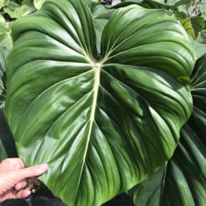Philodendron pastazanum