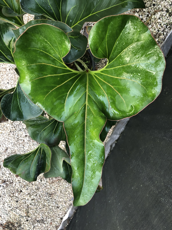 Anthurium brownii
