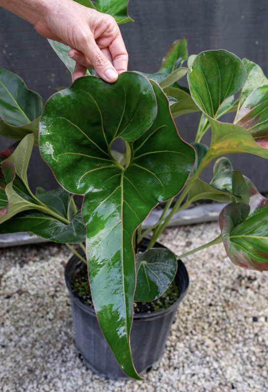 Anthurium brownii NSE Tropicals