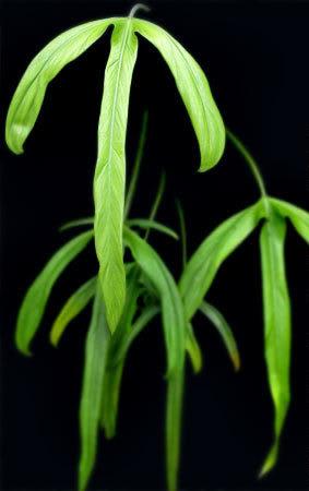 philodendron mexicanum