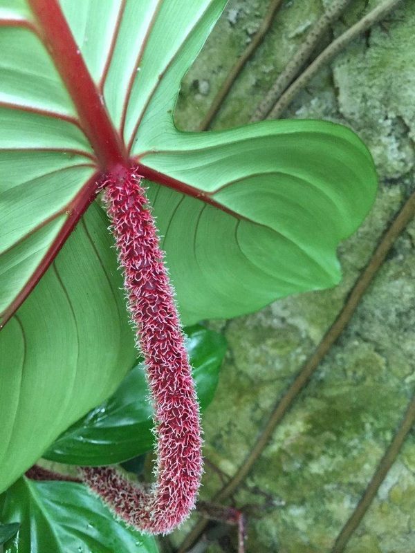 Philodendron squamiferum