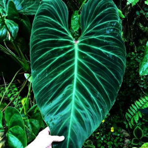 Philodendron verrucosum x melanochrysum - NSE Tropicals