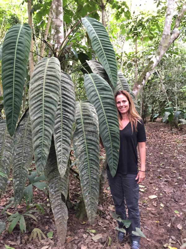 Philodendron patriciae - Image 2