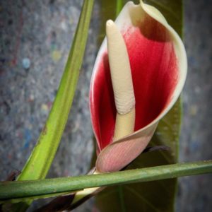 anthurium mystique Anthurium Mystique Pink