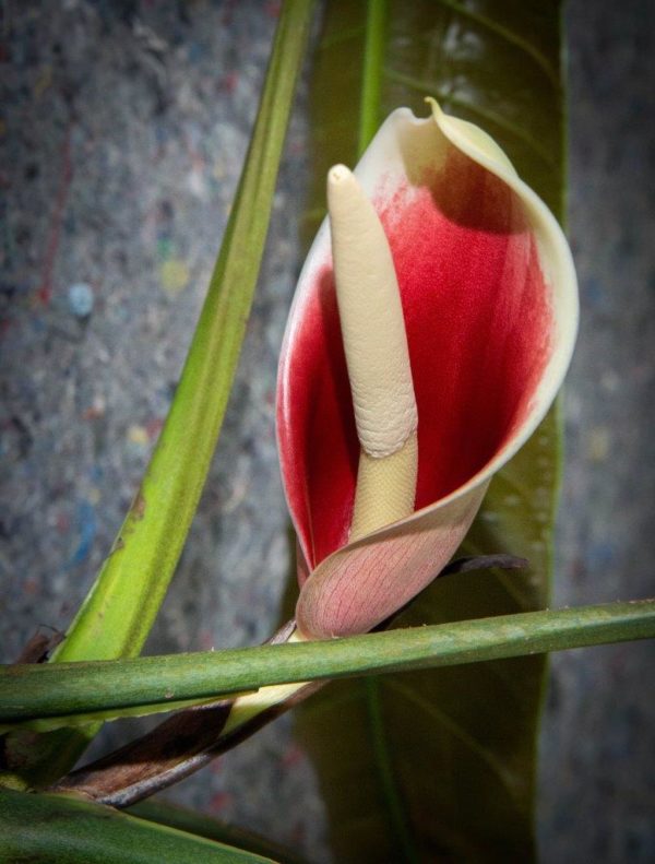 Philodendron patriciae - Image 3