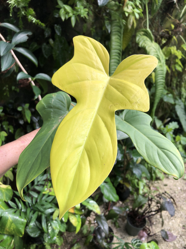 Philodendron bipennifolium aurea - Image 2
